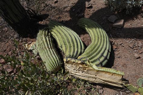 The extreme heat in Phoenix is withering some of its famed saguaro cactuses, with no end in sight